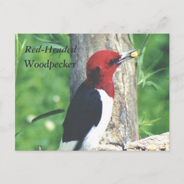 Red-Headed , Woodpecker postcard (Front)