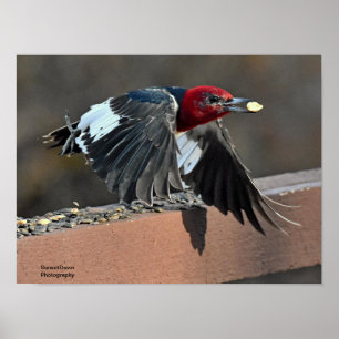 Red-Headed Woodpecker Poster