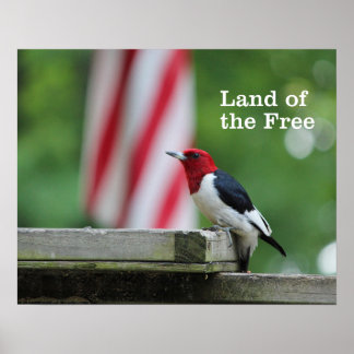 Red-headed Woodpecker Poster