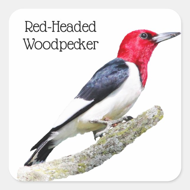 Red-Headed Woodpecker Square Sticker (Front)