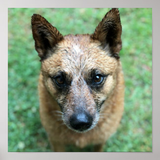 Red Healer Australian Cattle Dog Poster