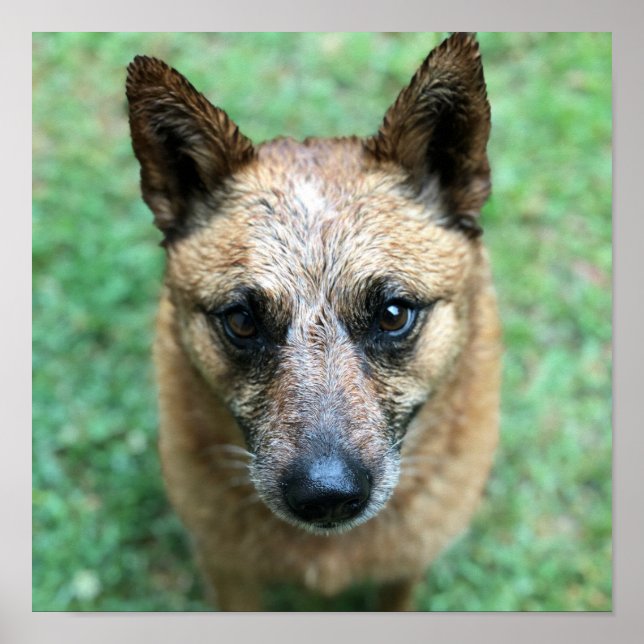 Red Healer Australian Cattle Dog Poster (Front)