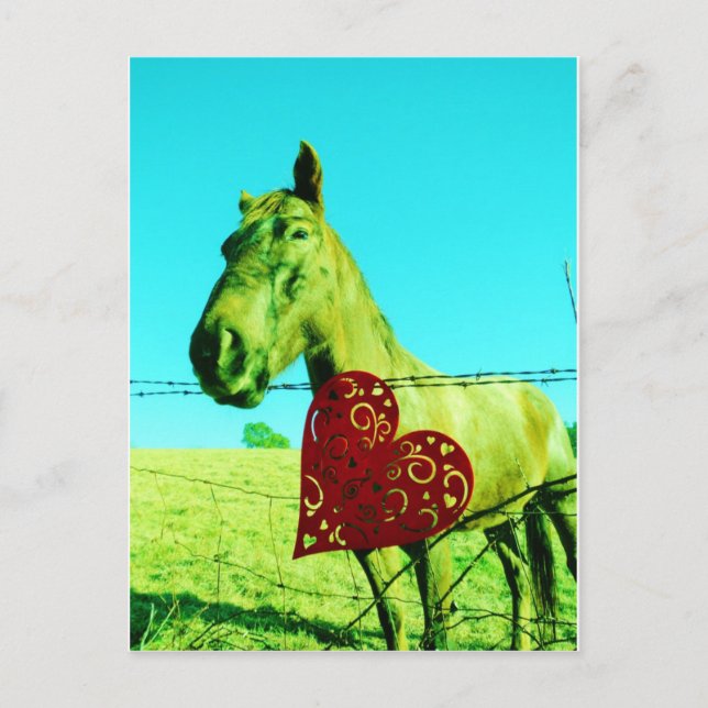 Red Heart and  Horse Postcard (Front)
