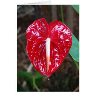 Red Heart Anthurium Lily Flower Card