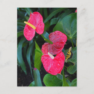 Red Heart Anthurium Plant Invitation Postcard