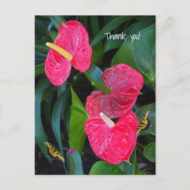 Red Heart Anthurium Plant Postcard (Front)