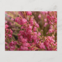 Red Heather flowers