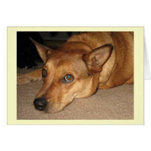 Red Heeler Cattle Dog - Ranch Dog Lover - Blank