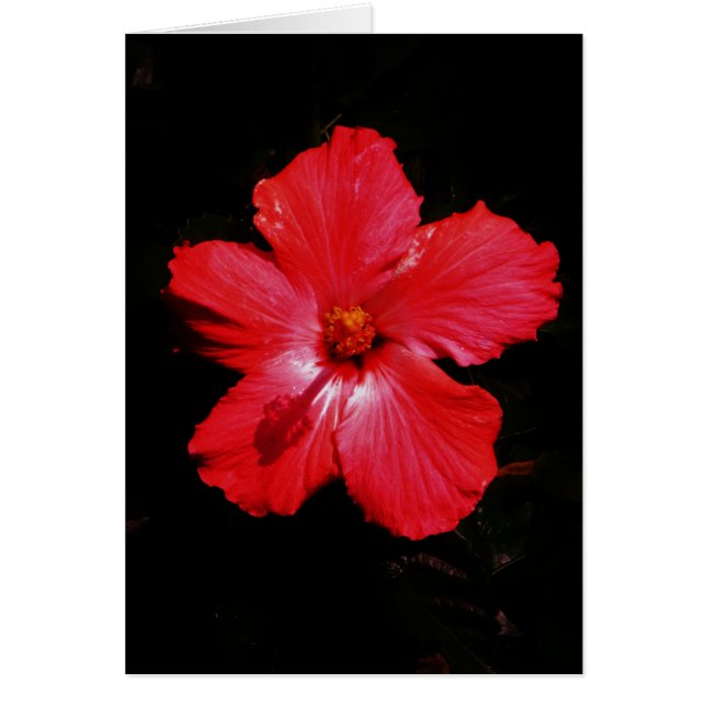 Red Hibiscus (Front)