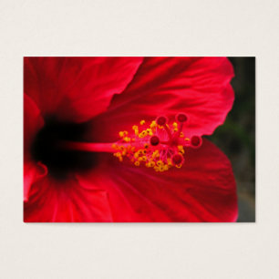 Red hibiscus