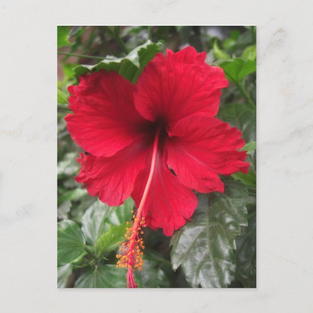 Red Hibiscus 1 Postcard (Front)