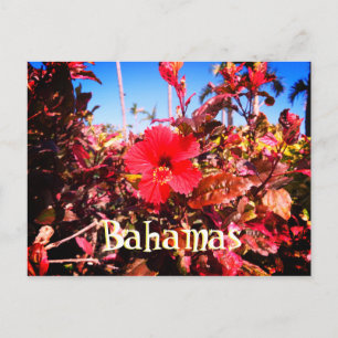 Red Hibiscus Bahamas Postcard