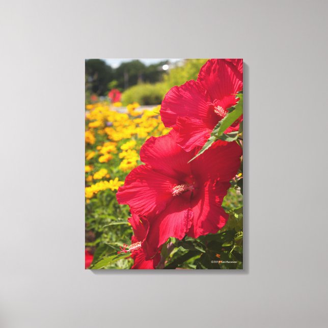 Red Hibiscus Canvas Print (Front)