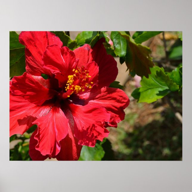 Red Hibiscus Canvas Print (Front)