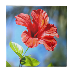 Red Hibiscus Ceramic Tile