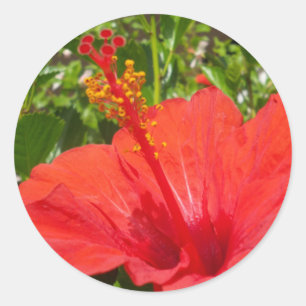 Red Hibiscus Classic Round Sticker