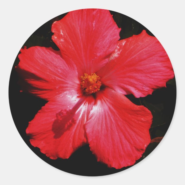 Red Hibiscus Classic Round Sticker (Front)