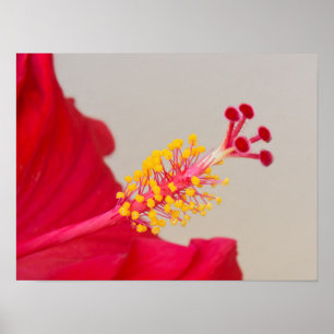 Red Hibiscus Closeup of Pistil and Stamen Poster
