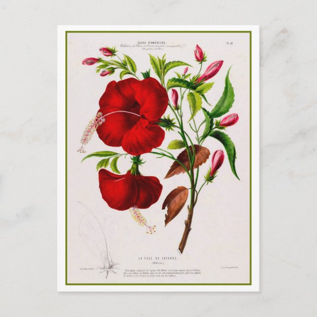 Red Hibiscus Flower Botanical Drawing Postcard (Front)