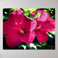 Red Hibiscus Flower Pair Close Up