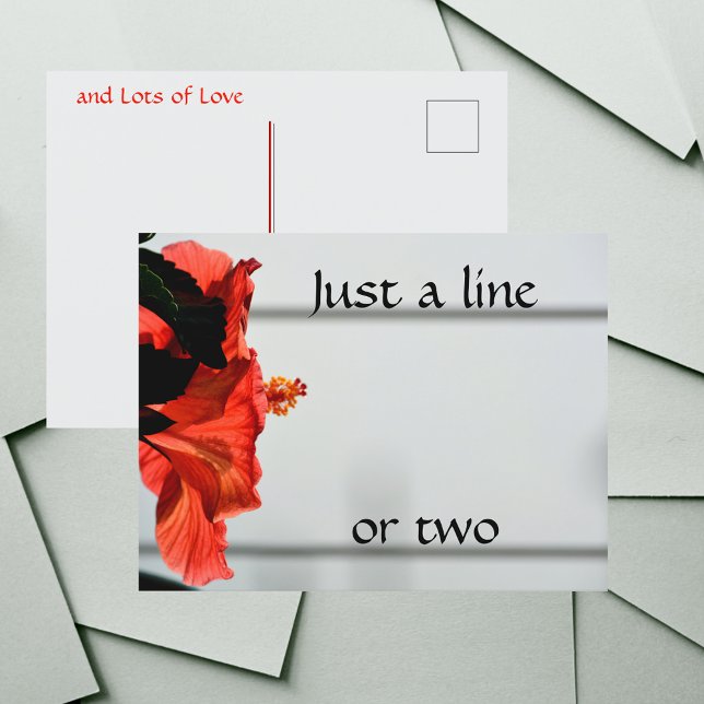 Red Hibiscus Flower Photographic Botanical Postcard (Creator Uploaded)