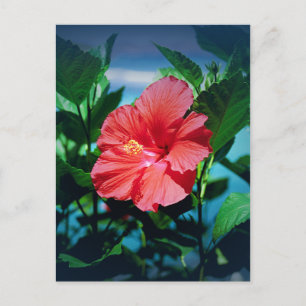 Red Hibiscus Flower Postcard