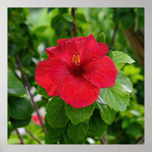 Red Hibiscus Flower Poster