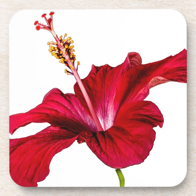 Red Hibiscus Flower Side View Coaster (Front)