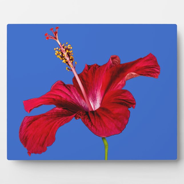 Red Hibiscus Flower Side View Plaque (Front)