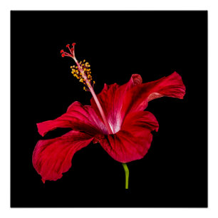 Red Hibiscus Flower Side View Value Poster