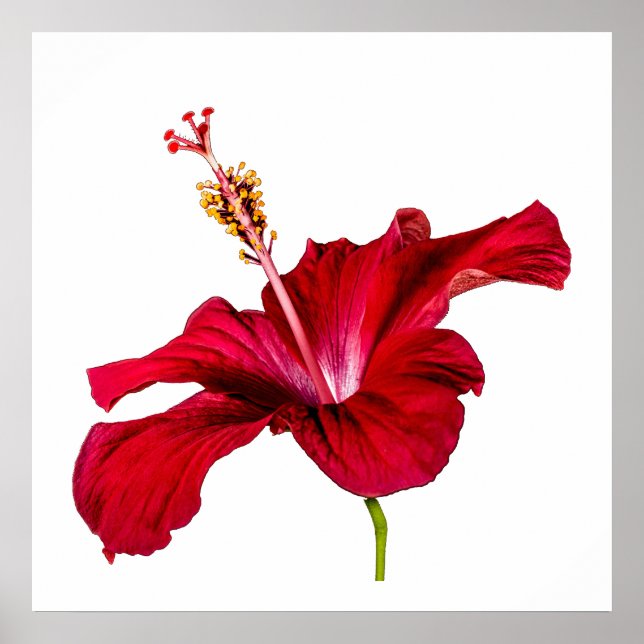 Red Hibiscus Flower Side View White Background Poster (Front)