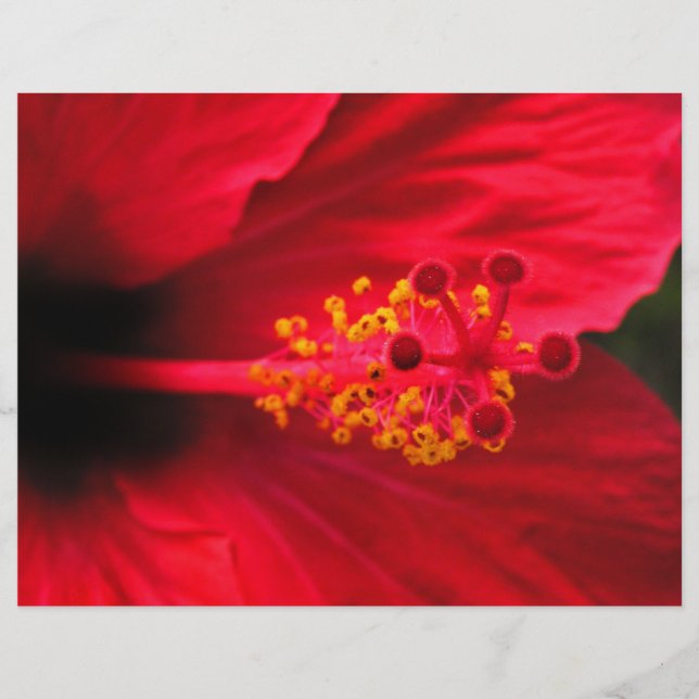 Red hibiscus flyer (Front)