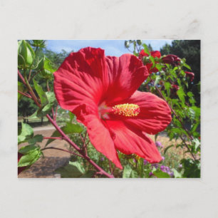 Red Hibiscus Macro Postcard