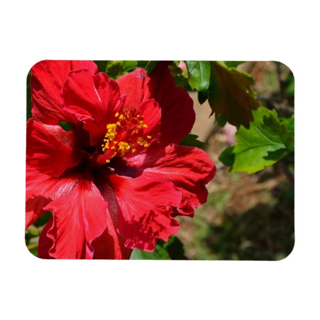 Red Hibiscus Magnet (Horizontal)
