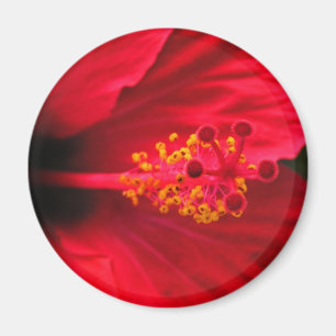 Red hibiscus magnet