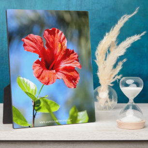 Red Hibiscus Plaque