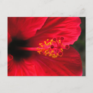 Red hibiscus postcard