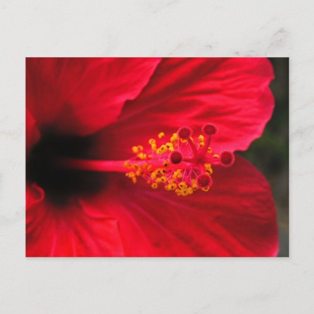 Red hibiscus postcard (Front)