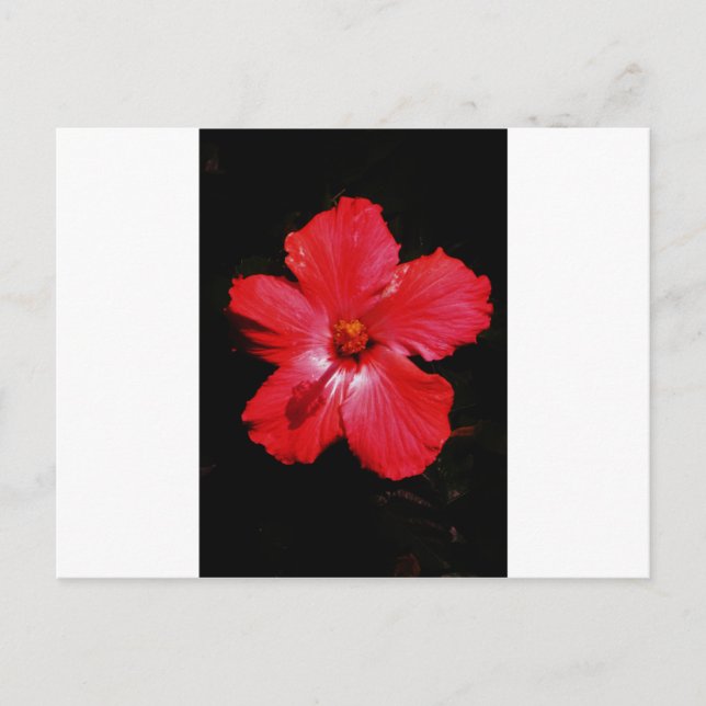 Red Hibiscus Postcard (Front)
