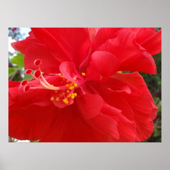 Red Hibiscus Poster (Front)