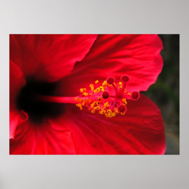 Red hibiscus poster (Front)