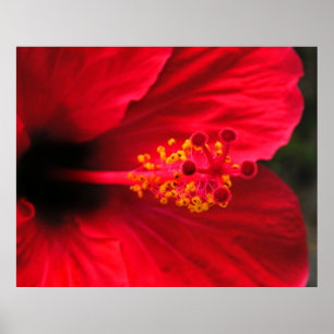Red Hibiscus Poster