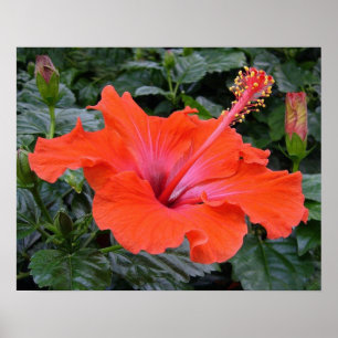 Red hibiscus poster