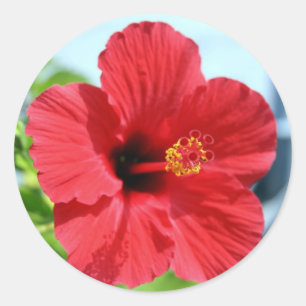 Red Hibiscus Sticker