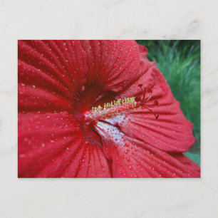 Red Hibiscus With Raindrops Postcard