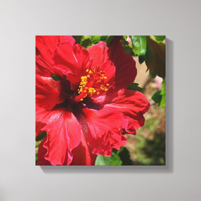 Red Hibiscus Wrapped Canvas (Front)