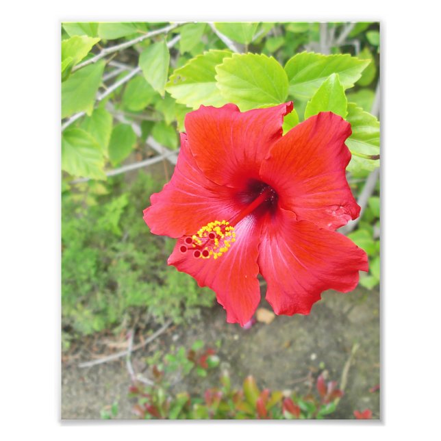 Red Hibiscus Yellow stigma Photo Print (Front)