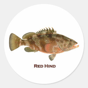 Red Hind Classic Round Sticker