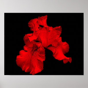 Red Hot Bearded Iris Flower Poster