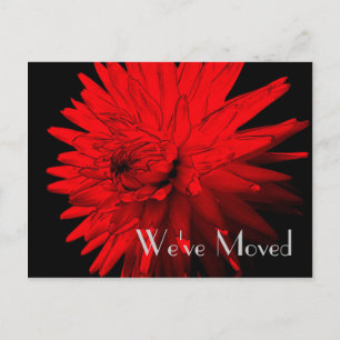 Red Hot Dahlia New Address Floral Art Postcard